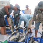 Một người nuôi cho biết, hiện cá bớp thương phẩm có giá từ 145-150 ngàn đ/kg. Ảnh: KS.