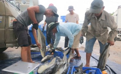 Một người nuôi cho biết, hiện cá bớp thương phẩm có giá từ 145-150 ngàn đ/kg. Ảnh: KS.