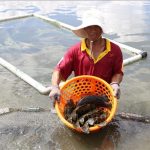 Thu hoạch cá mú kích cỡ 1,2 kg -1,5 kg trong ao nuôi của gia đình anh Võ Đình Trí ở xã Cam Thịnh Đông, thành phố Cam Ranh, tỉnh Khánh Hòa.