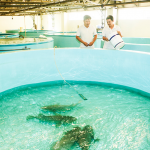 Cá mú bố mẹ được nuôi tại Trung tâm Nghiên cứu và Phát triển nuôi biển Nha Trang.