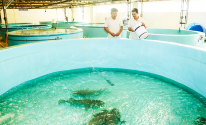 Cá mú bố mẹ được nuôi tại Trung tâm Nghiên cứu và Phát triển nuôi biển Nha Trang.